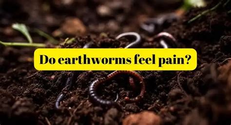 Do worms hurt at night?